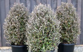 Corokia x virgata 'Frosted Chocolate' topiary pots
