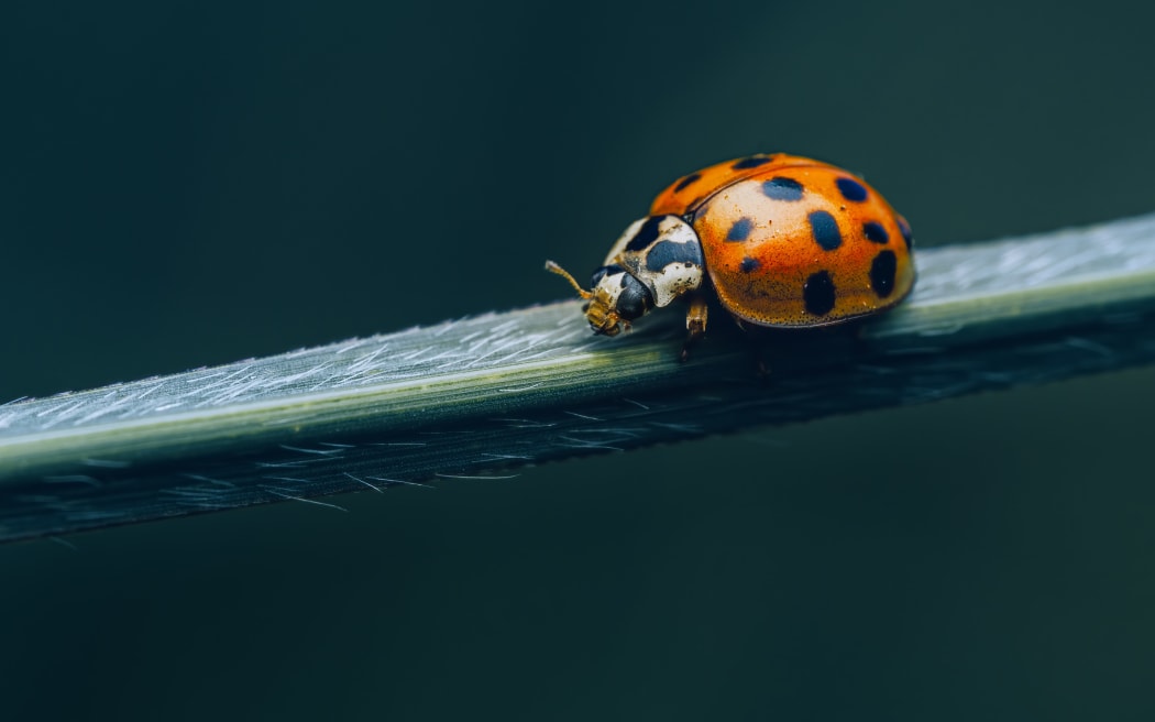 The Harlequin ladybird