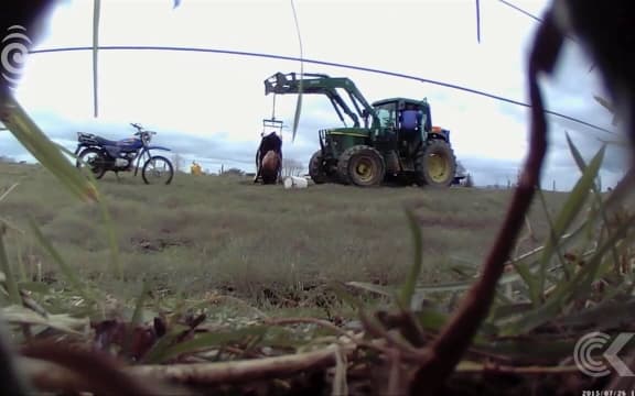 MPI still undecided whether to prosecute worker who dragged cow in harness, one year on