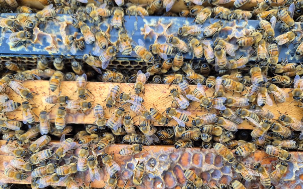 Each hives contains thousands of bees - between 25,000 to 30,000.