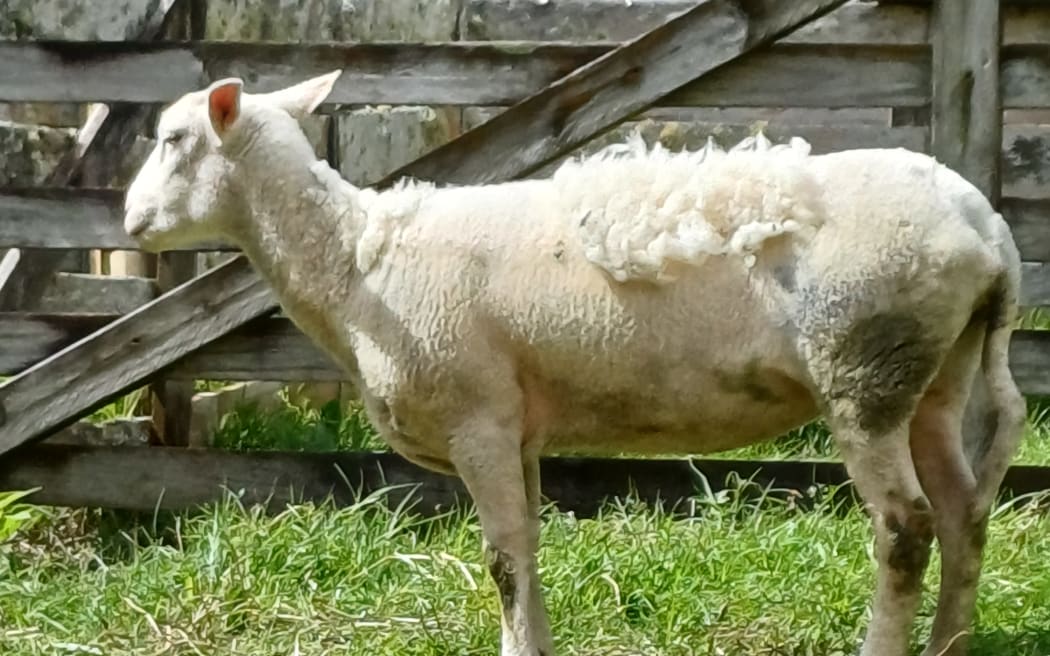 Jeremy Fitzsimons on his family farm in Thames.