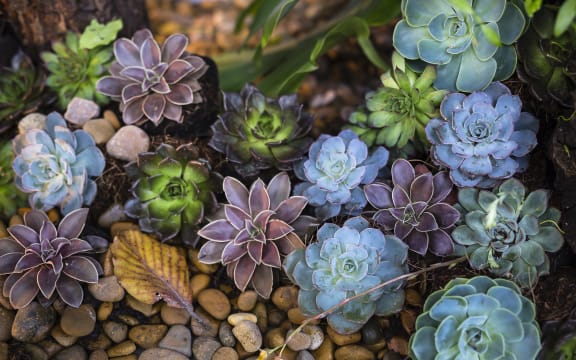 Succulents.
