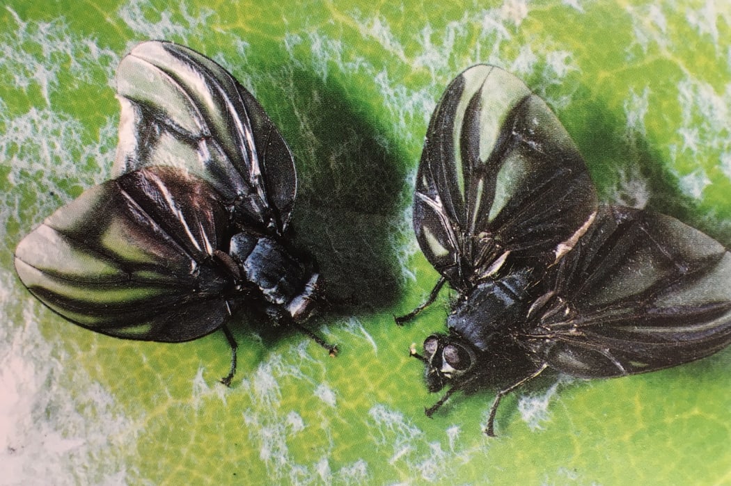 Bat-winged fly