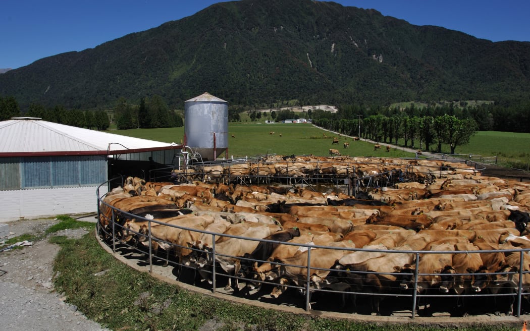 Herd of Jersey cows yarded for milking, West Coast, New Zealand