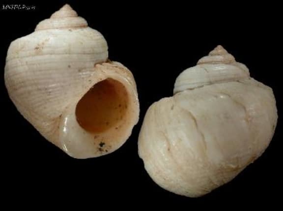 With 113 different names, the rough periwinkle was the champion of taxonomic redundancy. It now goes only by one scientific name, Littorina saxatilis.