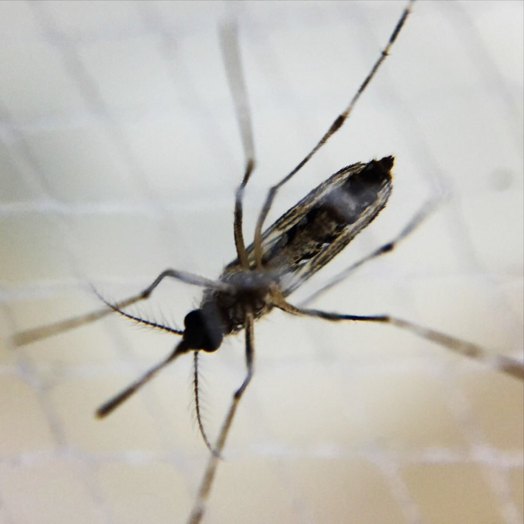Aedes mosquito 
A female Aedes mosquito. .Credit: NIAID (Photo by IMAGE POINT FR / NIH / NIAID / IMAGE POINT FR / BSIP via AFP)