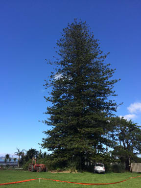 A stoush has erupted over a 25-metre Norfolk pine at Snells Beach north of Auckland.