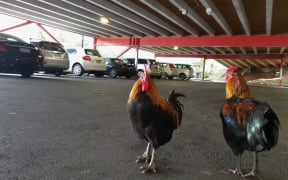 Chickens in a Titirangi car park