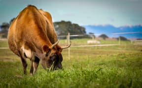 Organic Jersey cow on a Rongotea farm.