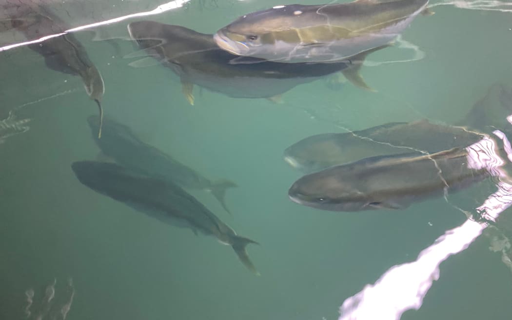 Brood stock at NIWA's on-land kingfish farm.