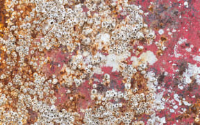 barnacles