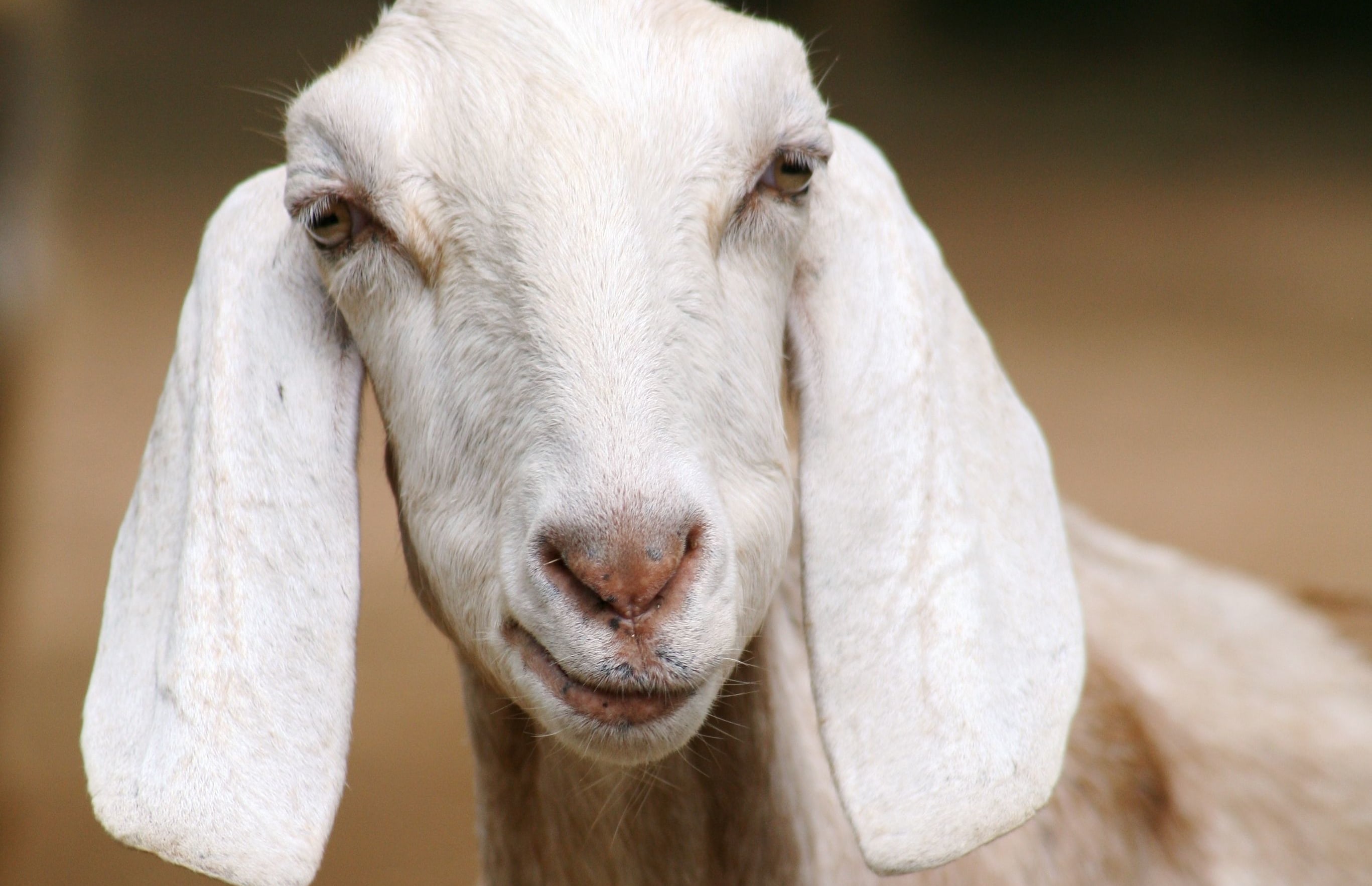 close-up of a goat