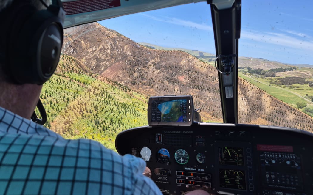 Pine forestry in Hawke's Bay.