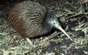 North Island Brown Kiwi