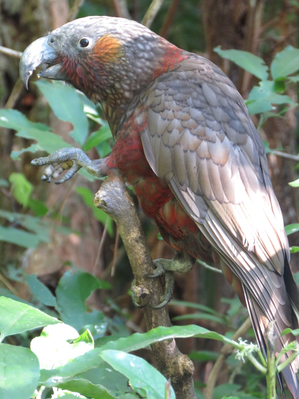 Juvenile kākā at Tui Terrace