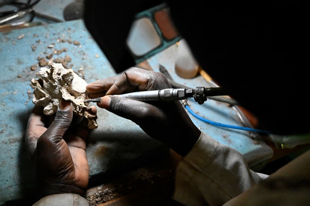 Museum staffer Blasto Onyango prepares a fossil for storage at the paleontology department of the Nairobi National Museum, in Nairobi