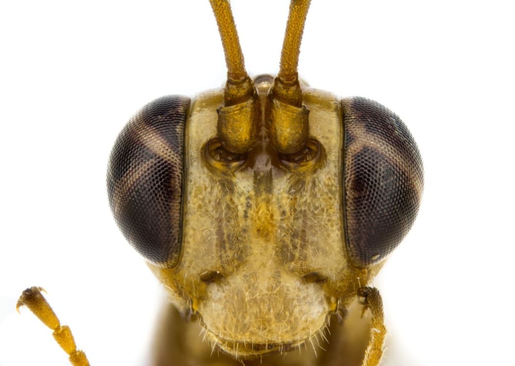 Lusius malfoyi, a parasitoid wasp described by Harry Potter fan Tom Saunders.