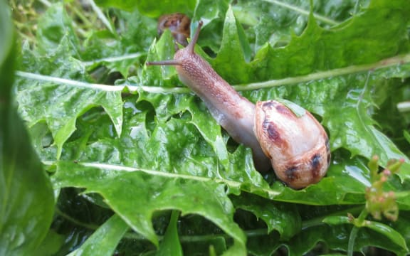 Snail Garden Nature Gastropod Salad Plant Lettuce