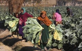 Girls harvest cauliflowers in field on the outskirts of Jalalabad on 4 January, 2023.