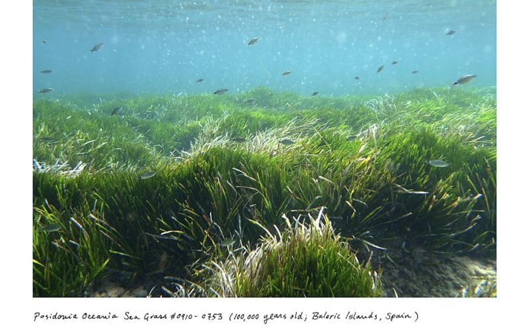 Rachel Sussman's project also included 100,000-year-old sea grass in the Balaric Islands.
