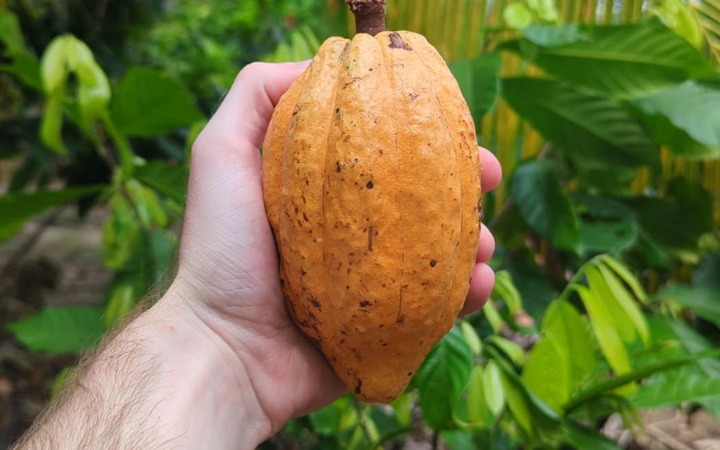 A cacao is harvested for the beans inside which are fermented to make chocolate.