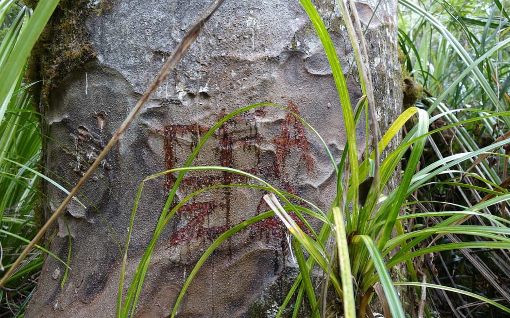 Recent graffiti on a  Kauri in Waipoua Forest sanctuary.