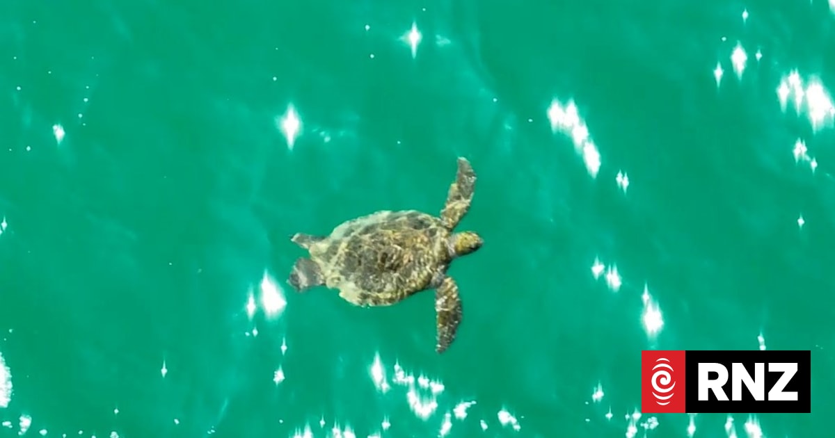 Turtles found foraging in Rangaunu Harbour | RNZ