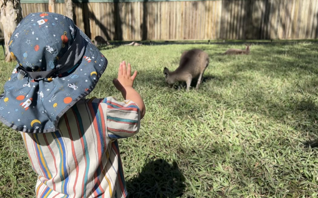 Toddler and kangaroo