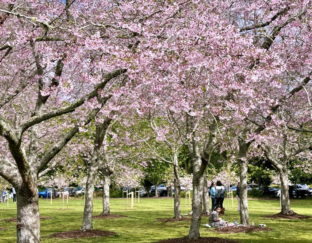 Cherry blossoms.