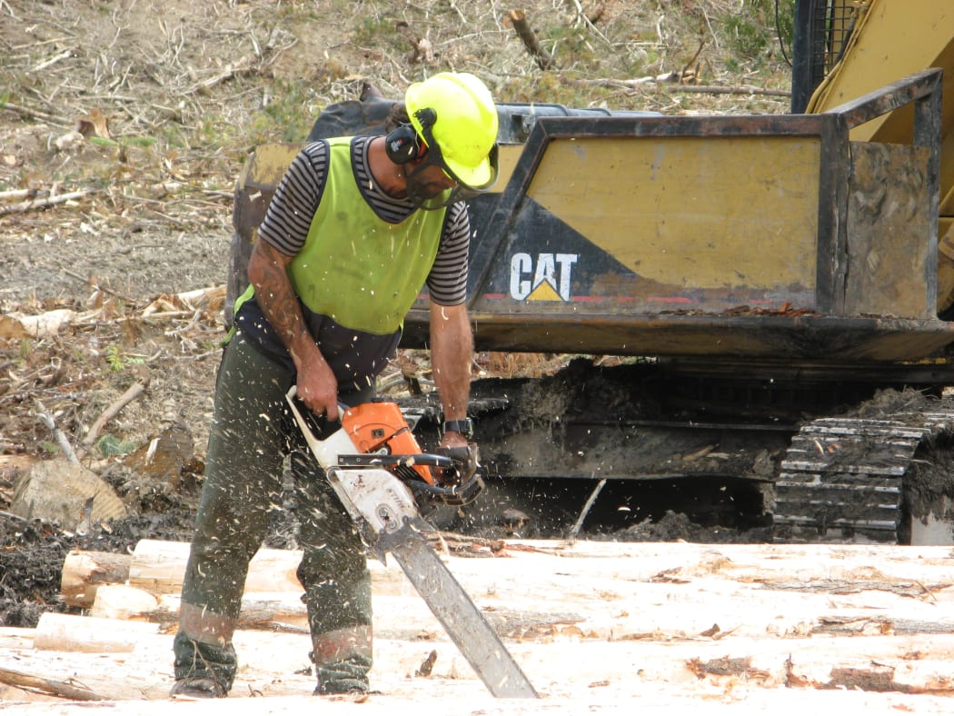 Jason Campbell Mangatu Forest East Coast