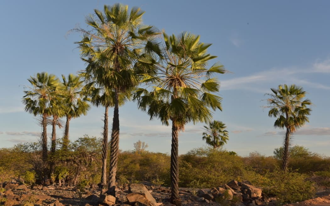 The carnauba wax palm is a species of palm tree native to north-east Brazil.