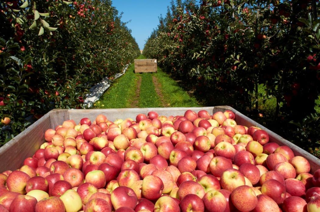 Paul Paynter on Yummy apples