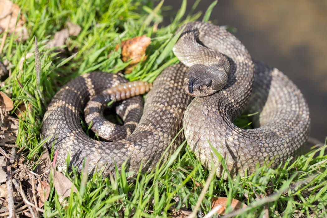 Rattlesnake. (File photo)