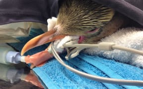Penguin patient