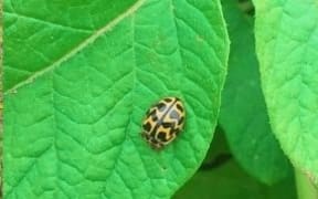 A batch of southern ladybirds was released as biological control agents in a potato crop on an organic farm in mid-Canterbury.