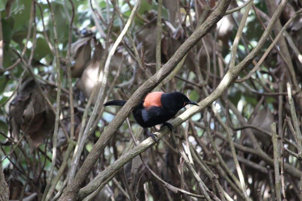 A tieke or South Island saddleback.