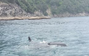 The orca became trapped off Tokoroa Rock in Kennedy Bay.