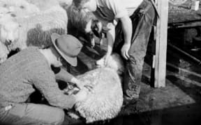 Merino_A Story of Sheep