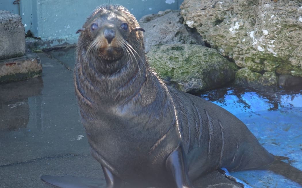 New Zealand fur seal Mr Bojangles is off to Gold Coast Seaworld in Australia.
