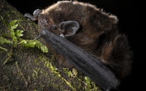 long-tailed bats, or pekapeka-tou-roa.