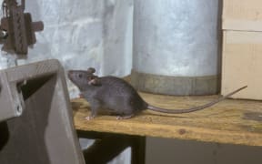 Fiordland boat owners are being asked to check vessels for signs of rodents.