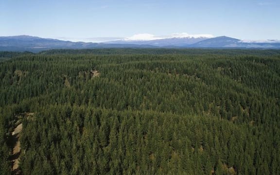 One of the five largest remaining Crown forest leases on Māori land is near Lake Taupo.