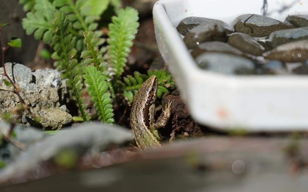 Northern grass skink in Holly Neill's 'mokomoko manor'