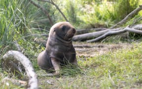 A baby female sea lion who was shot along with her mother in September, 2024.