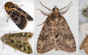 Five species of macro moths collected in late summer at Zealandia sanctuary as part of the 100 Year Moth project.