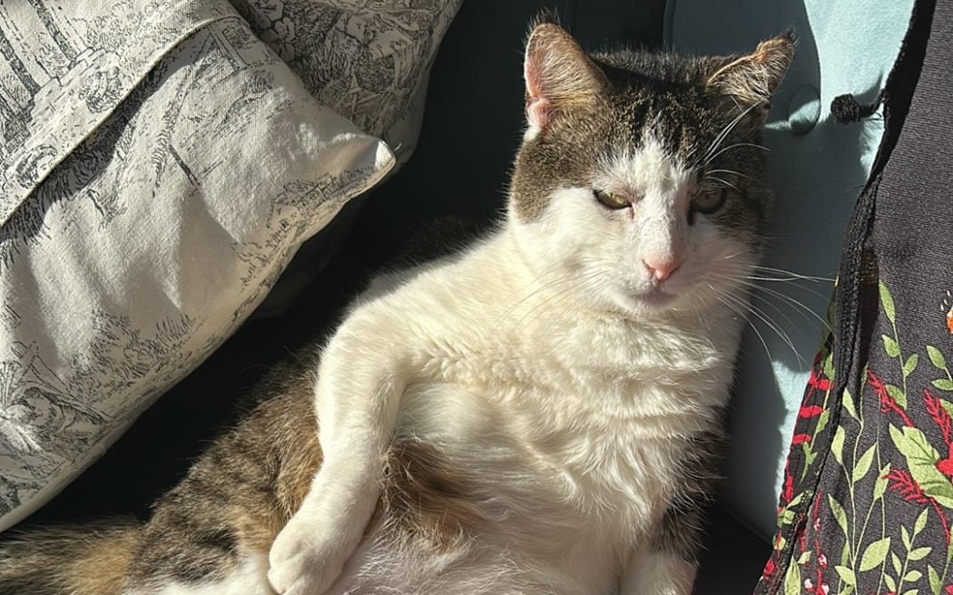 A cat named Meatball lays down across a blue couch, arms and legs hanging out.