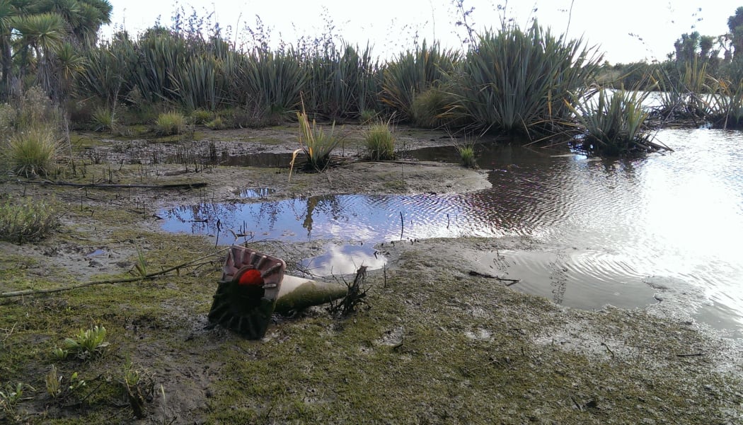 A whitebait spawning area in the lower reaches of the Avon in need of remediation.