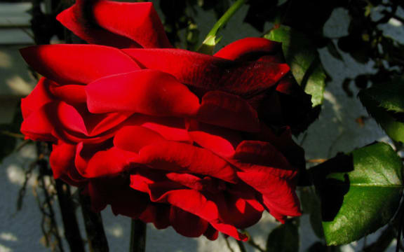 "Le spectre de la rose - T. Gautier, H. Berlioz" by courambel