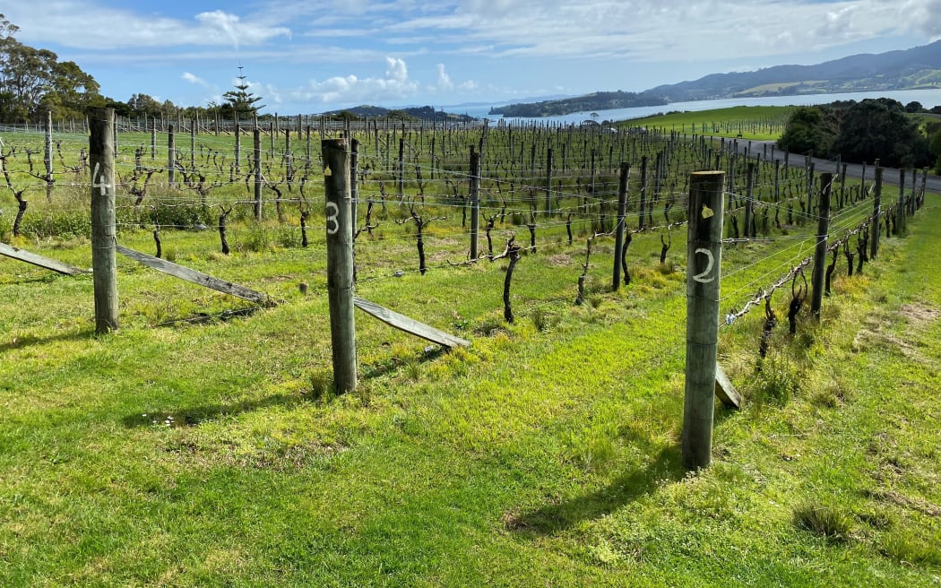 Dancing Petrel vines overlook the Magnonui Harbour.