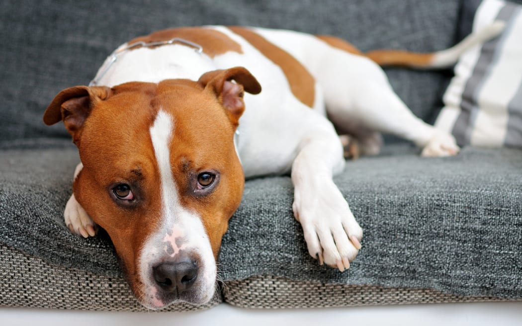 Portrait of lying American Staffordshire bull terrier. Unwell dog